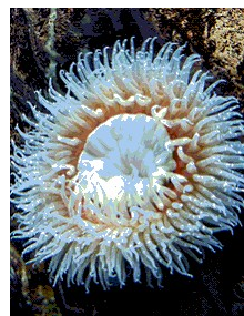 <p>What type of symmetry is this?</p>