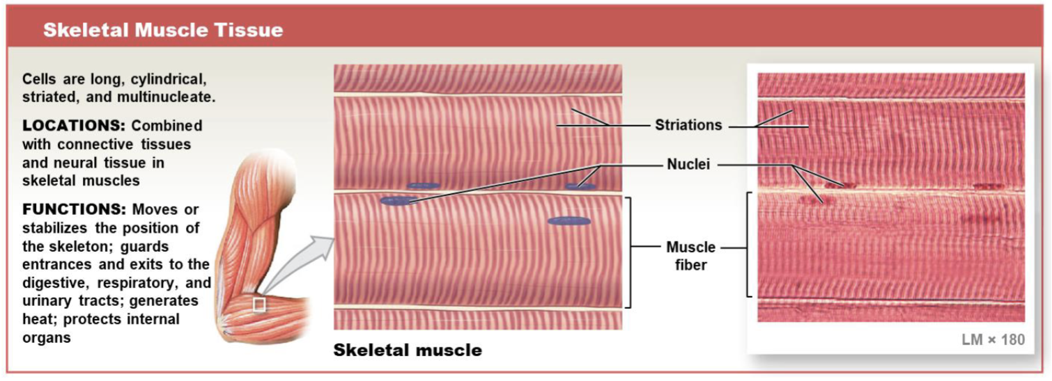 <p>-Striated voluntary muscle </p><p>-Consists of long, thin cells called muscle fibers</p><p>-Cells do not divide; instead produced by divisions of myosatellite cells</p>
