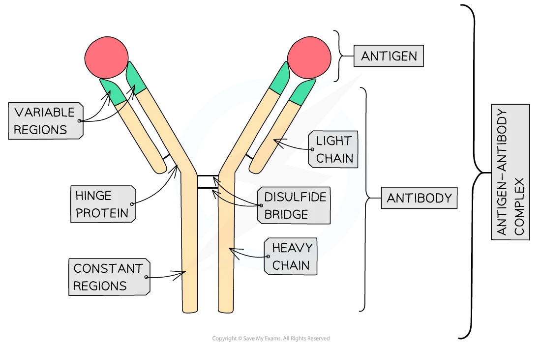 <ul><li><p>Y-shaped globular glycoproteins called immunoglobulins</p></li><li><p>quaternary structure</p></li><li><p>2 heavy polypeptide chains bonded to 2 light polypeptide chains via disulphide bonds</p></li><li><p>hinge region allows flexibility so antibody can bind to the antigens at an angle and bind to more than one antigen at a time</p></li><li><p>constant region - same for all Ig in the same class (5 classes of antibodies)</p></li><li><p>variable region - different for each antibody</p><ul><li><p>has an antigen-binding site that’s specific to the <strong>epitope (part of antigen that binds to antibody) </strong>on an antigen</p></li><li><p>the antibody binds to the antigen to form an antigen-antibody complex</p></li></ul></li></ul><p></p><p></p>