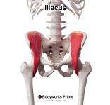 <ul><li><p><span style="background-color: transparent;">A: flexion @ hip and/or lumbar intervertebral joints</span></p></li></ul><p></p>