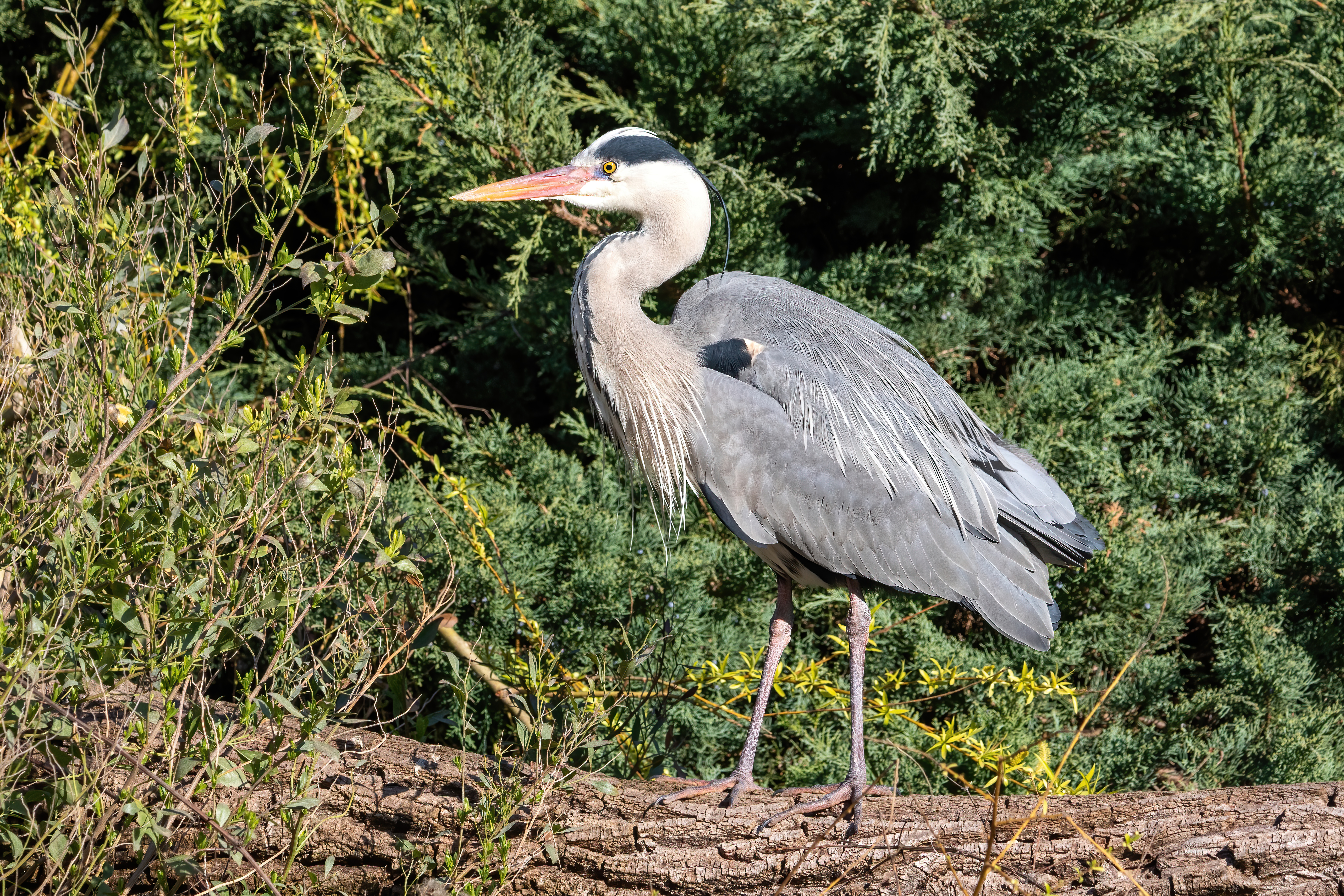 <p>What bird is this?</p>