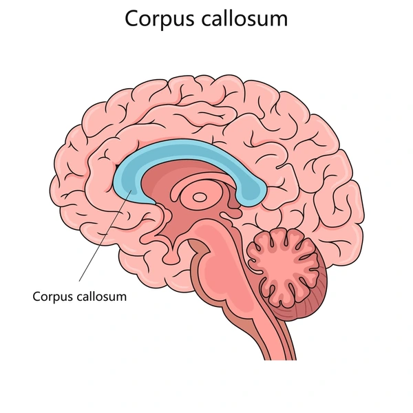 <p>Corpus Callosum</p>