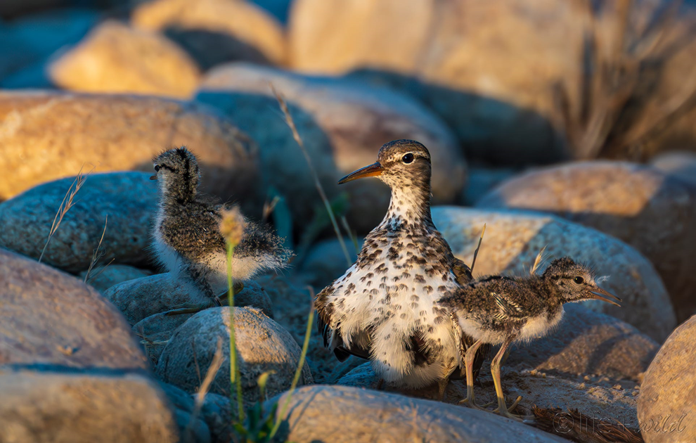 <ul><li><p>polyandry is extremely rare (1% of species)</p><ul><li><p>1 female mated to > 1 male; no extended pair bond</p></li><li><p>usually involves sex role reversal; males incubates and cares for young</p></li><li><p>primarily in Gruiformes and Charadriiformes</p></li><li><p>evolution of polyandry is difficult to explain (i.e., females have higher reproductive success, but what about males?)</p></li></ul></li></ul><p></p>