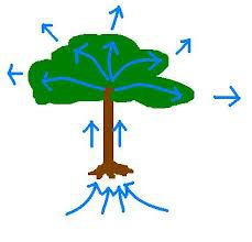 <p>The movement of water upward against the force of gravity</p><p>Due to cohesion & adhesion working together</p>