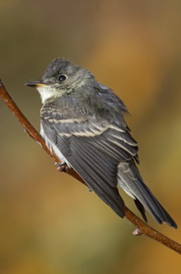 <p>Order: Passeriformes<br>Family: Tyrannidae</p>