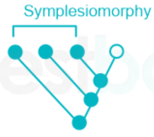 <p>Symplesiomorphy</p>