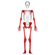 <p>allow for movement, includes the girdles and limbs</p>