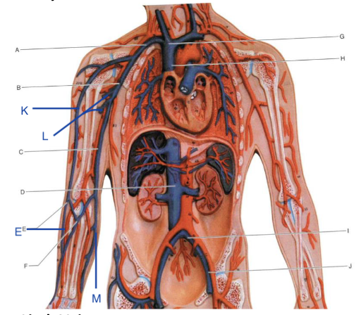 <p>Identify the structure indicated by M</p>