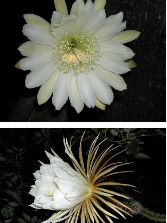 <p>_ pollinated flowers feature Pale colors, Nectar + pollen in abundance, an Odor at night, and a Landing platform</p>