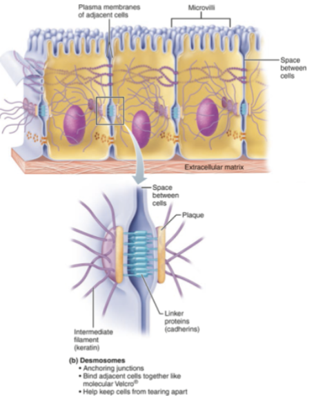 <ul><li><p>anchoring junctions </p></li><li><p>rivet-like cell junction formed when linker proteins (cadherins) of neighboring cells interlock like teeth of a zipper </p></li><li><p>linker protein is anchored to its cell through thickened “button-like” areas on inside of plasma membrane called <strong>plaques</strong> </p></li><li><p>keratin filaments connect plaques inter cellularly for added anchoring strength </p></li><li><p>help keep cells from leaving apart </p></li></ul><p></p>