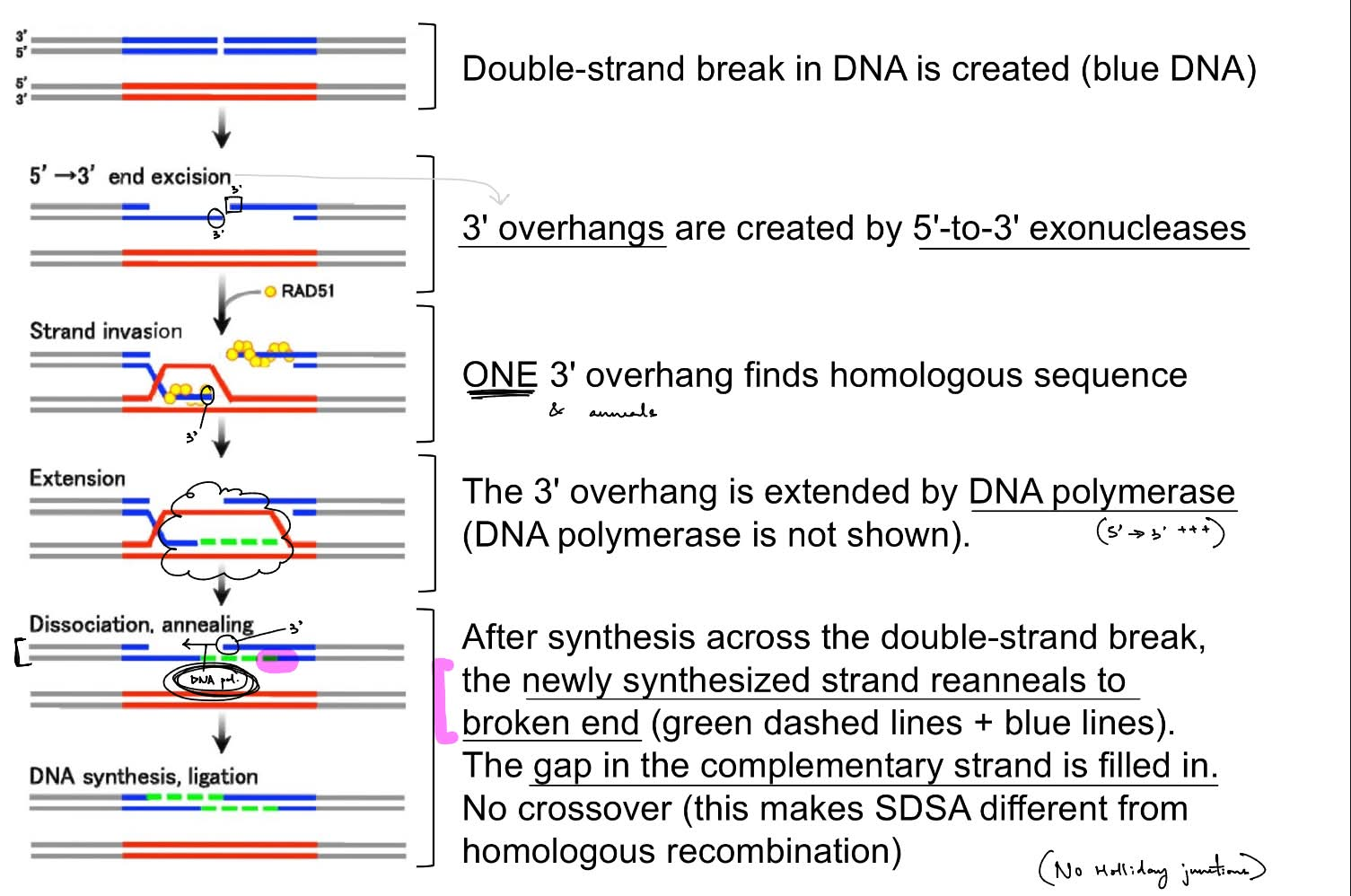 <p>process of HDR: homologous recombination requires <span style="color: blue;">homologous sequence</span> either from <u><mark data-color="blue" style="background-color: blue; color: inherit;">homologous allele on sister chromatid</mark></u> OR <u><mark data-color="blue" style="background-color: blue; color: inherit;">researcher-designed </mark></u><strong><u><mark data-color="blue" style="background-color: blue; color: inherit;">donor template containing homologous sequence</mark></u></strong></p><p>predominant HDR pathway: <strong><u>SDSA (synthesis-dependent strand annealing)</u></strong></p><ul><li><p>endonuclease creates a <u>DSB </u>in DNA</p></li><li><p><u>5’→ 3’ exonuclease</u> will make <strong><u>3’ overhangs</u></strong></p></li><li><p><u>ONE </u>3’ overhang finds & <u>anneals </u>to the homologous sequence <span style="color: rgb(178, 173, 173);">(in repair template)</span></p></li><li><p>that 3’ overhang is <u>extended by DNA pol.</u></p></li><li><p>this newly synthesized strand will <u>reanneal to the broken end</u></p></li><li><p>the <u>gap in the complementary strand is filled</u> in via <u>DNA pol.</u> that <strong>uses the newly synthesized strand as the template</strong></p></li></ul><p>^ the DNA in SDSA pathway does <u>NOT crossover</u>, so <u>doesn’t form Holliday junctions</u></p><div data-type="horizontalRule"><hr></div><p>(the <strong>donor template</strong> is in blue, the <strong><mark data-color="blue" style="background-color: blue; color: inherit;">repair template </mark></strong>provided is in red)</p>