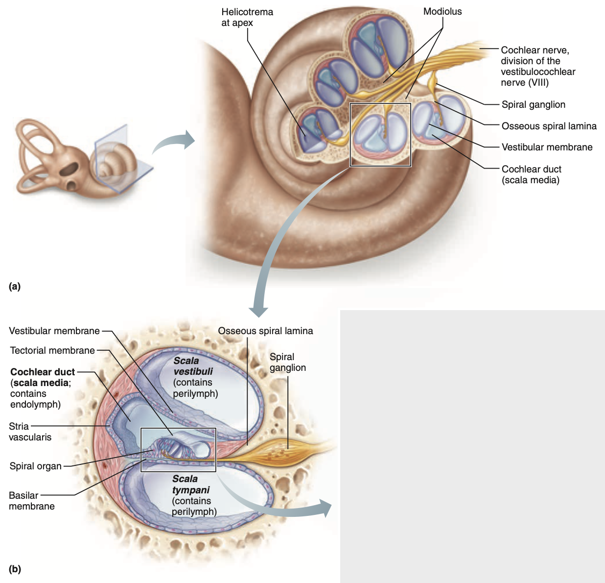 <p>The <strong><mark data-color="yellow" style="background-color: yellow; color: inherit;">cochlear duct</mark></strong> is located as the middle of three spaces occupying the cochlea (view image), hence the alternate name <strong>scala media</strong>.</p><p>The <strong><mark data-color="yellow" style="background-color: yellow; color: inherit;">basilar membrane</mark></strong> is located as the border separating the lower <strong>scala tympani</strong> from the middle <strong>cochlear duct</strong>.</p><p>Within this cochlear duct, can the <strong><mark data-color="yellow" style="background-color: yellow; color: inherit;">organ of corti</mark></strong> be located (boxed in bottom image).</p><ul><li><p>As the vibrations move the fluid within the cochlea, the <strong>basilar membrane</strong> in the <strong>cochlear duct </strong>moves, and the<strong> organ of corti </strong>is stimulated</p></li></ul><p></p>