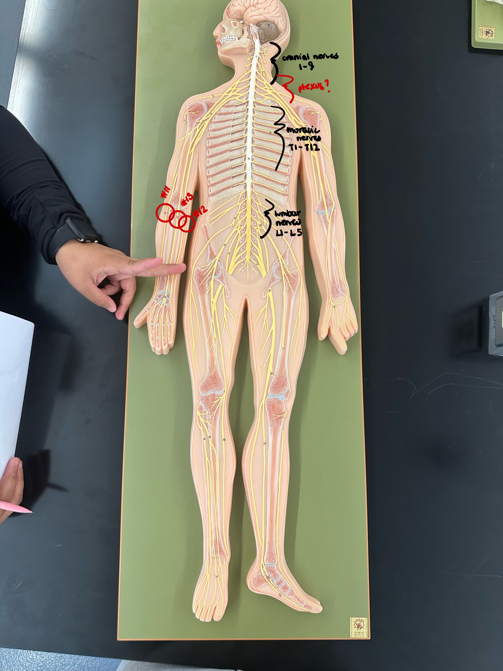 <p>C5-T1</p>