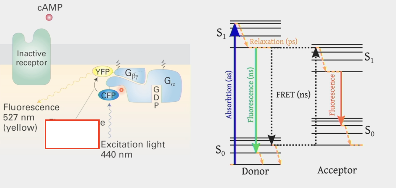 <ul><li><p>biophysical technique to determine the <strong>proximity</strong> of two molecules</p></li><li><p>attach fluorescent molecules w/ different absorption &amp; emission spectra to the two proteins to see if they are touching</p></li><li><p>shine excitation light on one fluorescent protein and see if it <strong>reflects</strong> light back or <strong>transfers</strong> to another fluorophore with an absorption spectrum that is <strong>equal</strong> to the 1st fluorophore’s emission spectrum (ex. CFP and YFP)</p><ul><li><p>second fluorophore will emit light in a different emission spectrum if in close proximity to 1st fluorophore</p></li></ul></li></ul><p></p>