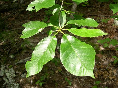 <p>Nyssa sylvatica</p>