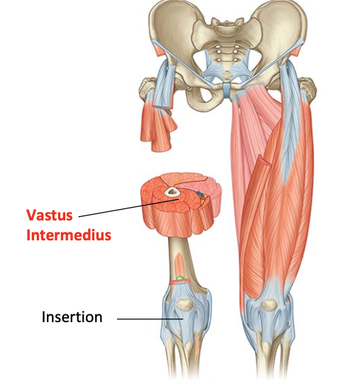 <p>O: upper 2/3 of anterior and lateral shaft of femur</p><p>I: tibial tuberosity via quadriceps mechanism</p><p>Nerve supply: femoral</p><p>Nerve roots: L2, L3, L4</p>