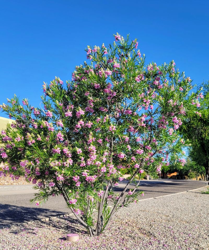 <p><em>Chilopsis linearis</em></p>