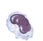 <ul><li><p>Circulate in the bloodstream</p></li></ul><ul><li><p> matured macrophage </p></li></ul><p></p>