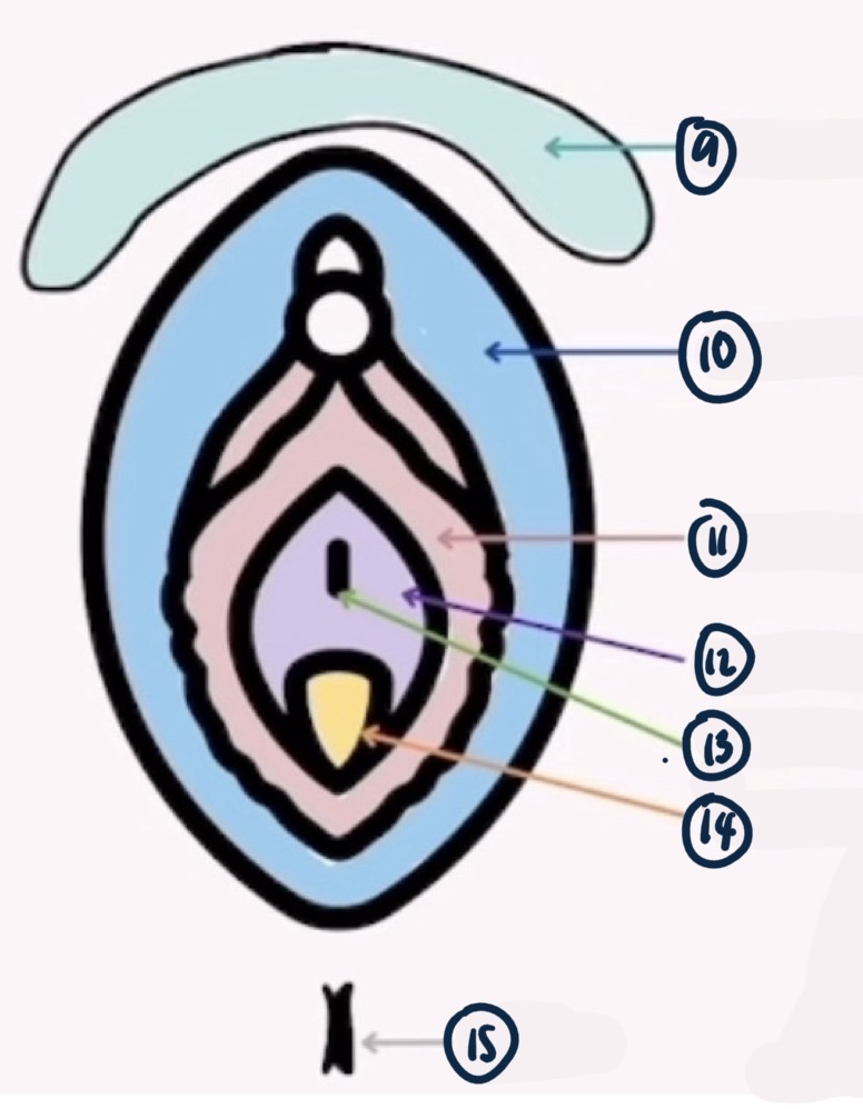 <p>12</p>