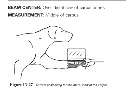 <p>lateral view for carpus</p>