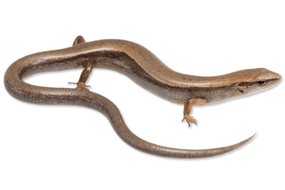 <p>Little Brown Skink</p>