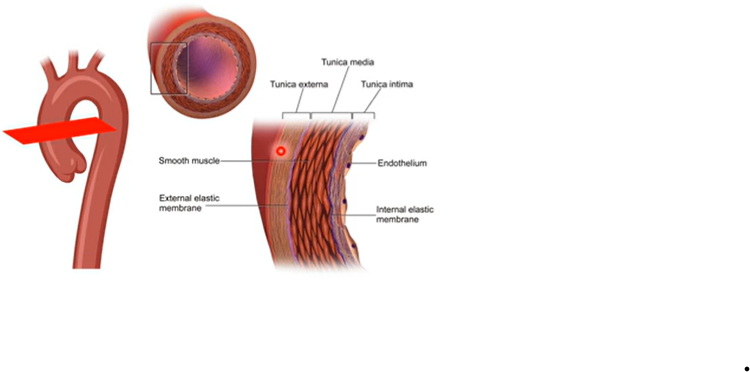 <p><strong>Circulatory system: </strong>Blood flows from the heart through arteries and into capillaries. I then returns to the heart through veins.</p><p></p><p>This system encompasses three types of vessels:</p><p>1. Artery - arteriole</p><p>2. Vein – venule</p><p>3. Capillary</p><p></p><ol><li><p><span style="color: purple;">tunica intima</span> - close proximity to blood - cells are enriched - endothelium</p></li><li><p>beneath that is thick of <span style="color: purple;">elastin </span>- gives artery elasticity</p></li><li><p>then t<span style="color: purple;">unica media</span> - gives collagen and elastin fibres - <span style="color: purple;">contractile </span>behaviour of artery</p></li><li><p>t<span style="color: purple;">unica externa</span> - made of collagen and elastin and <span style="color: purple;">fibroblasts - make less contractile - more vulnerabl</span>e</p></li></ol><p></p>