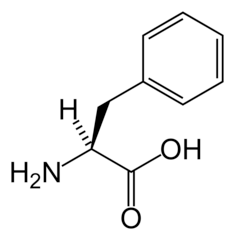 <p>(Phe, F) Neutral-nonpolar, hydrophobic</p>