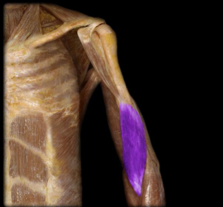 <p>elbow flexion, slight forearm pronation</p>