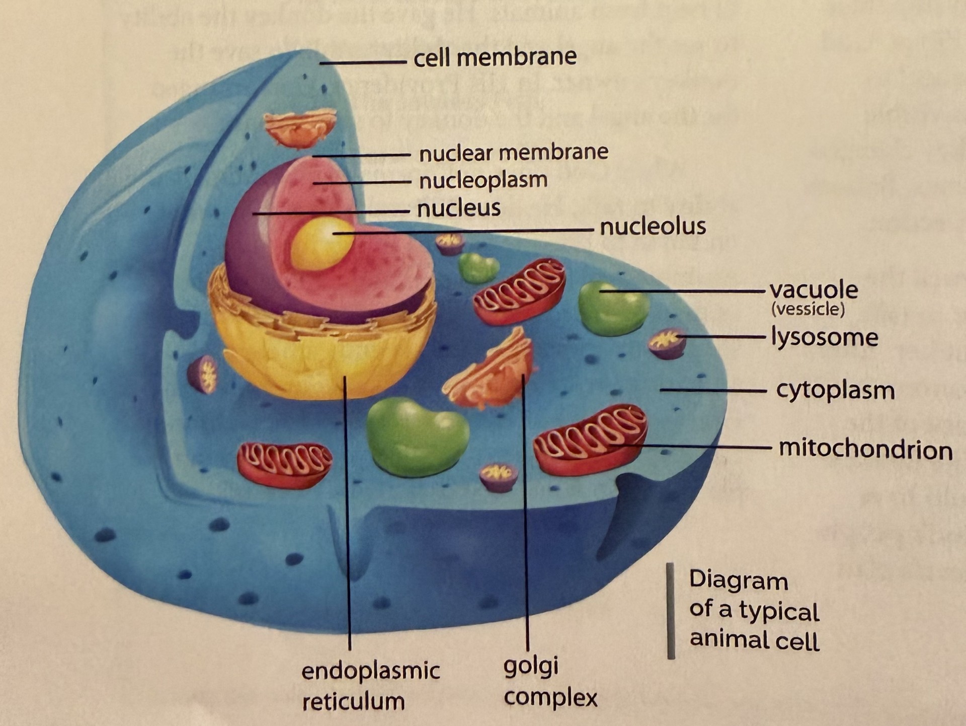 <ol><li><p>Cell membrane</p></li><li><p>Nuclear Membrane</p></li><li><p>Nucleoplasm </p></li><li><p>Nucleus</p></li><li><p>Nucleolus</p></li><li><p>Vacuole</p></li><li><p>Lysosome</p></li><li><p>Cytoplasm</p></li><li><p>Mitochondrion</p></li><li><p>Endoplasmic reticulum</p></li><li><p>Golgi Complex</p></li><li><p>Endoplasmic reticulum</p></li></ol><p></p>