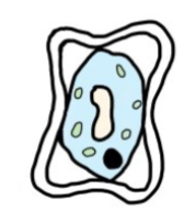 <p>Water potential is lower outside the cell</p><p>So water moves out of the cells</p><p>Cell becomes plasmolysed , cytoplasm pulls away from  the cell wall</p>