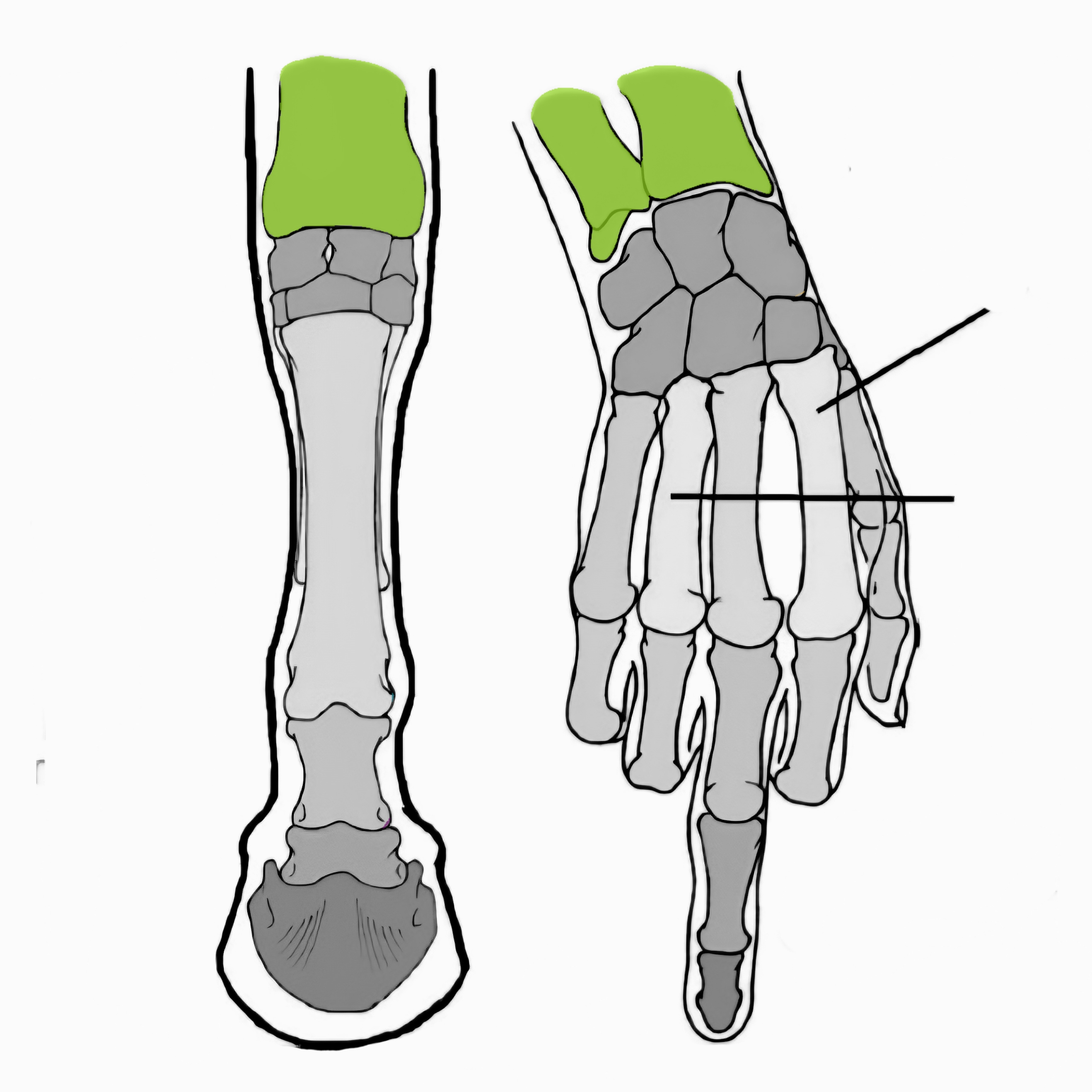 <p>what is this bone called?</p>