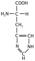 <p>positively charged, Basic</p>