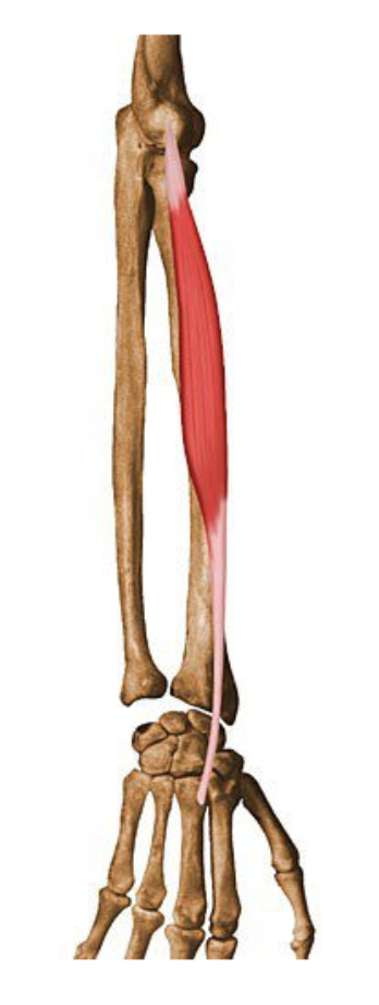 <p>What muscle is being shown? </p>