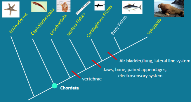 <p>Air Bladder</p>