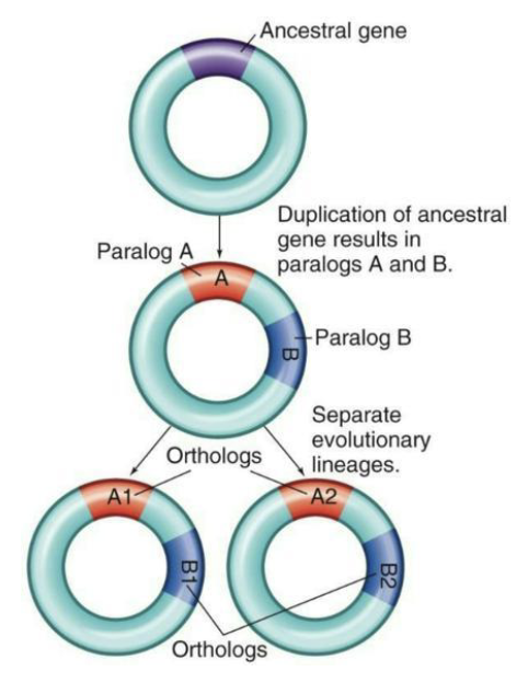 <ul><li><p><strong><em>Comparative genomics</em></strong> is the study of evolutionary processes using the tools of genomics.</p><ul><li><p>Provides us with information about the relationships between different species</p></li></ul></li><li><p><strong><em>Genetic variability</em></strong> – result of mutations/changes in DNA sequence</p><ul><li><p>Different genes may have arisen from duplication events.</p><ul><li><p><strong><em>Paralogs</em></strong> = Genes that are different from each other, yet arose from a duplication event</p></li><li><p><strong><em>Orthologs</em></strong> = Genes that have evolved from the same ancestor with the same function in different organisms</p></li><li><p>Paralog families can become very large</p></li><li><p>Studying them can provide evolutionary insight</p></li></ul></li></ul></li></ul><p></p>