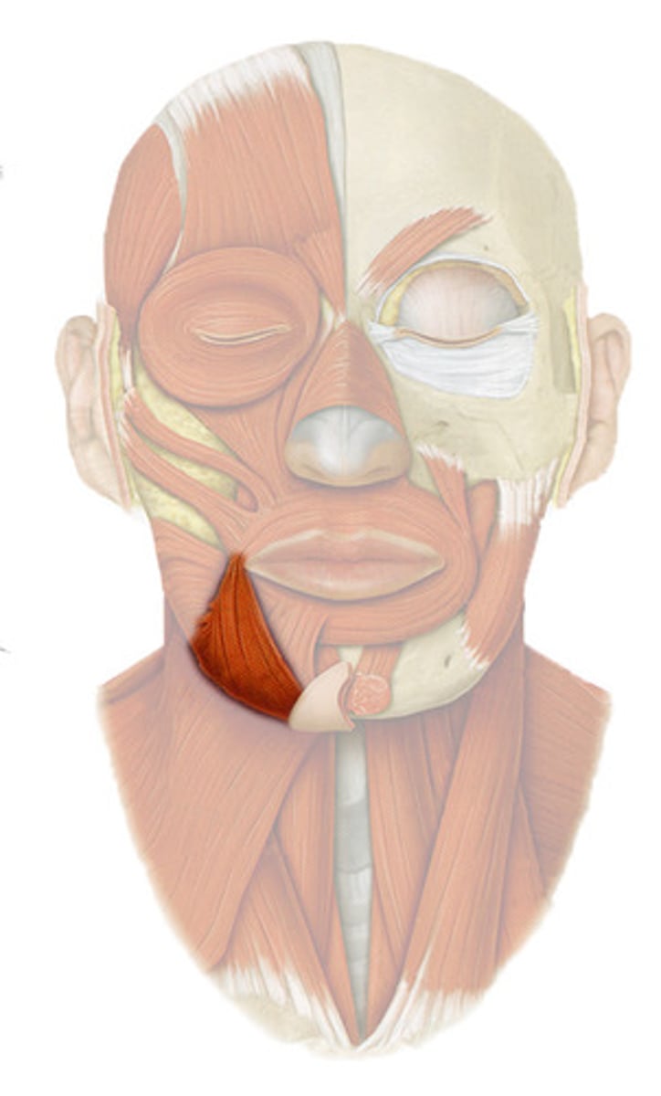 <p>Region:</p><p>Face</p><p>Action:</p><p>Pulls mouth downward</p><p>Innervation:</p><p>CN VII</p>