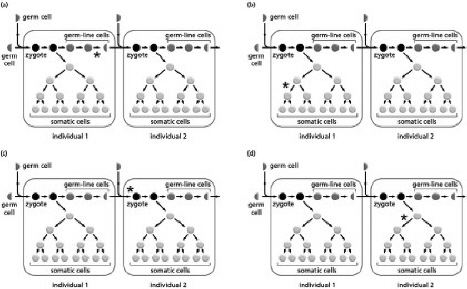 <p><span>Two individuals are represented in each choice in Figure 9-42; individual 1 is one of the parents of individual 2. The asterisk seen in each choice indicates the occurrence of a single mutation during the cell division. Which of the choices in Figure 9-42 will lead to a mutation in every cell of the individual in which the original mutation occurred?</span></p>