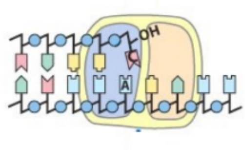 <p>how would DNA pol recognize &amp; remove mismatched nucleotides, based on the picture</p>