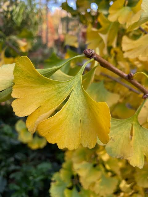 <p>Ginkgo</p>