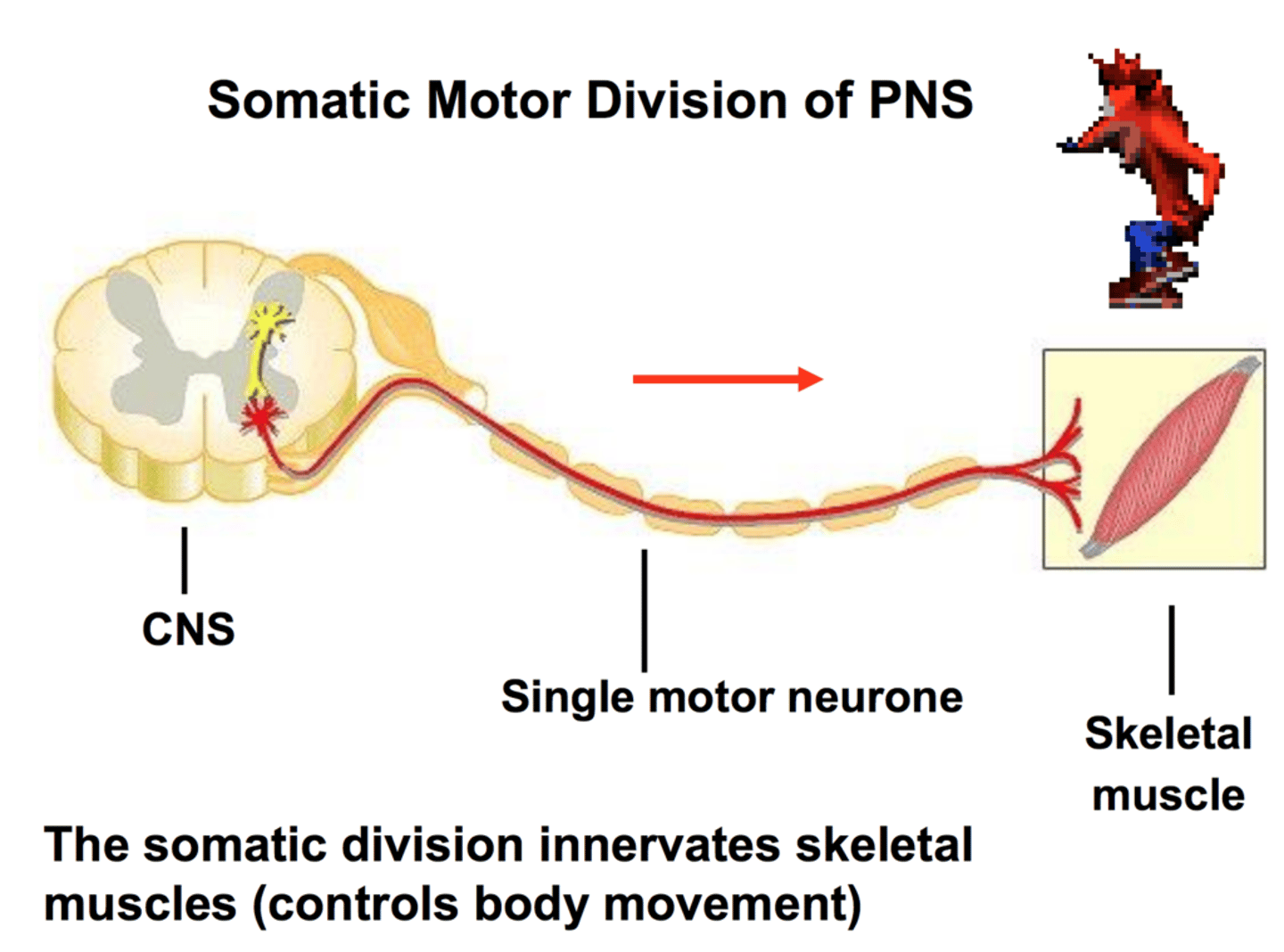<p>specializes in the control of voluntary movements and the communication of information to and from the sense organs</p>