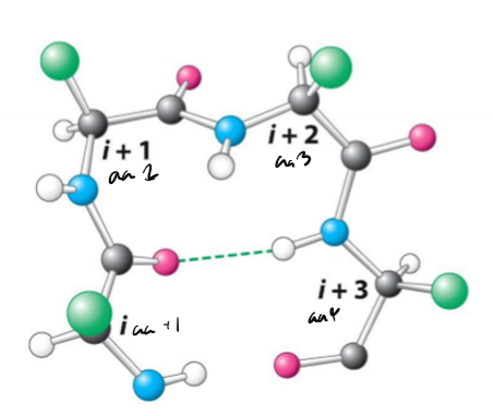 <p>Describe beta turns, inclduing their length, hydrogen bonds, uses, and common amino acids</p>