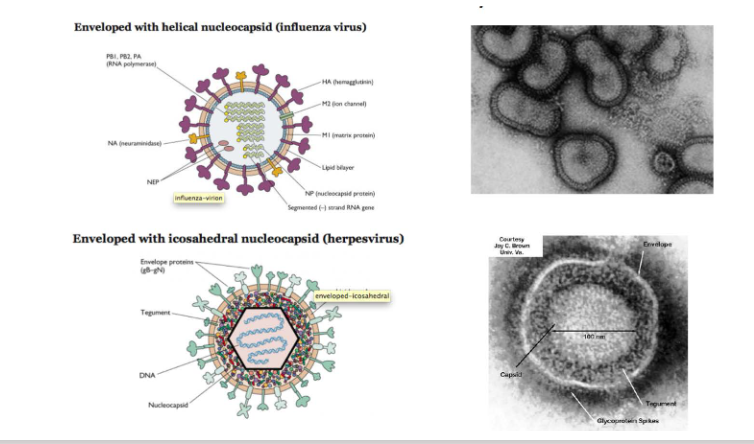 <p>Enveloped viruses may have helical or icosahderal nucleocapsids</p>
