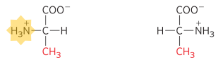 <p>What two forms of alanine are shown here?</p>
