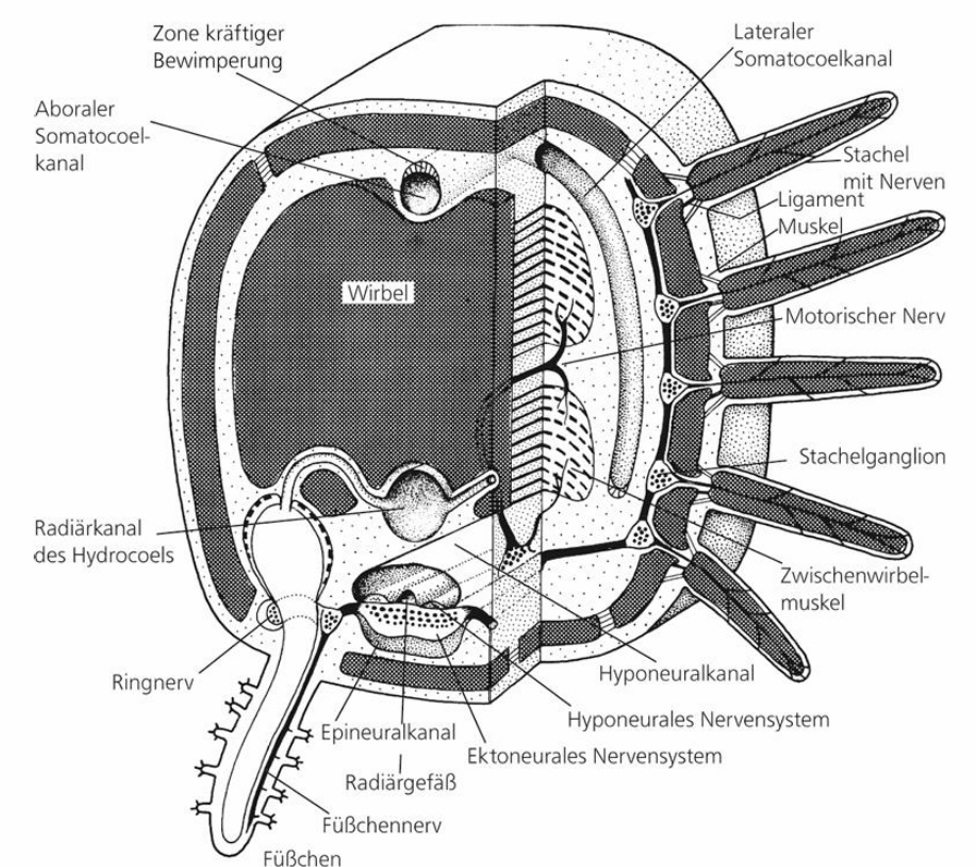 <p></p><ul><li><p>Zentrale Körperscheibe, 5 lange schlanke Arme</p></li><li><p>Arme sehr beweglich, Füßchen kaum zur Fortbewegung genutzt</p></li><li><p>Ambulacralplatten zu Wirbeln verwachsen, Armplatten außerhalb der Wirbel mit Stacheln</p></li><li><p>Suspensionsfresser, carnivore, mikrophage</p></li><li><p>Pluteuslarve, Fissiparie bekannt</p></li></ul><p></p>
