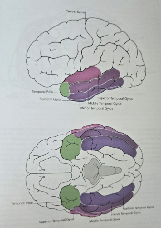 <p>guides decisions and actions, shapes beliefs</p><p></p><p>hemispatial neglect: most associated with right parietal lobe injury; many improve but chronic neglect impacts many occupations</p><ul><li><p>can be neglect of visual, auditory, tactile, and proprioception contralateral to injury</p></li><li><p>assessments: bells test, behavioral inattention test, test of visual neglect</p></li><li><p>training: visual scanning training (gold standard), stimulus location, anchoring, pacing, density, lighthouse strategy (help cue to visually scan the whole environment)</p></li></ul><p></p>