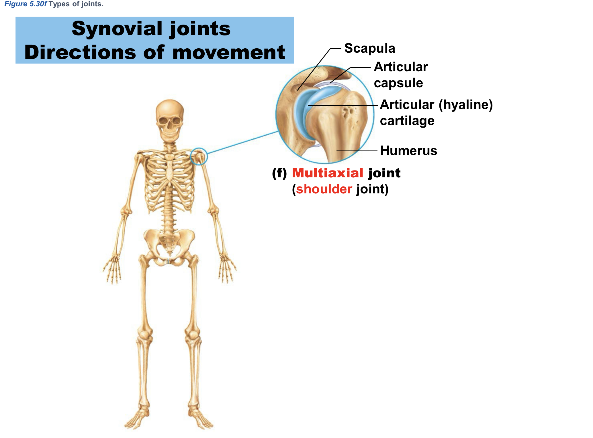 <p>Multiaxial joint example: </p>
