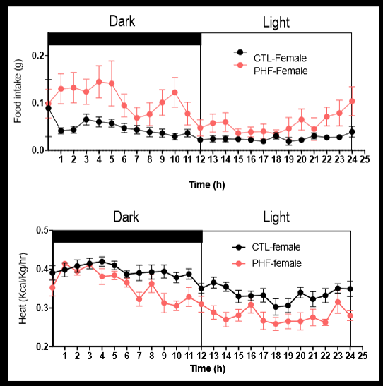 <p>paternal obesity results in impaired whole body metabolism in offspring. young female offspring born to obese fathers showed: increased food intake particularly during their “active” dark cycle; and an overall result in heat production: suggesting lower energy consumption so lower metabolic rate (glucose intolerant)</p>