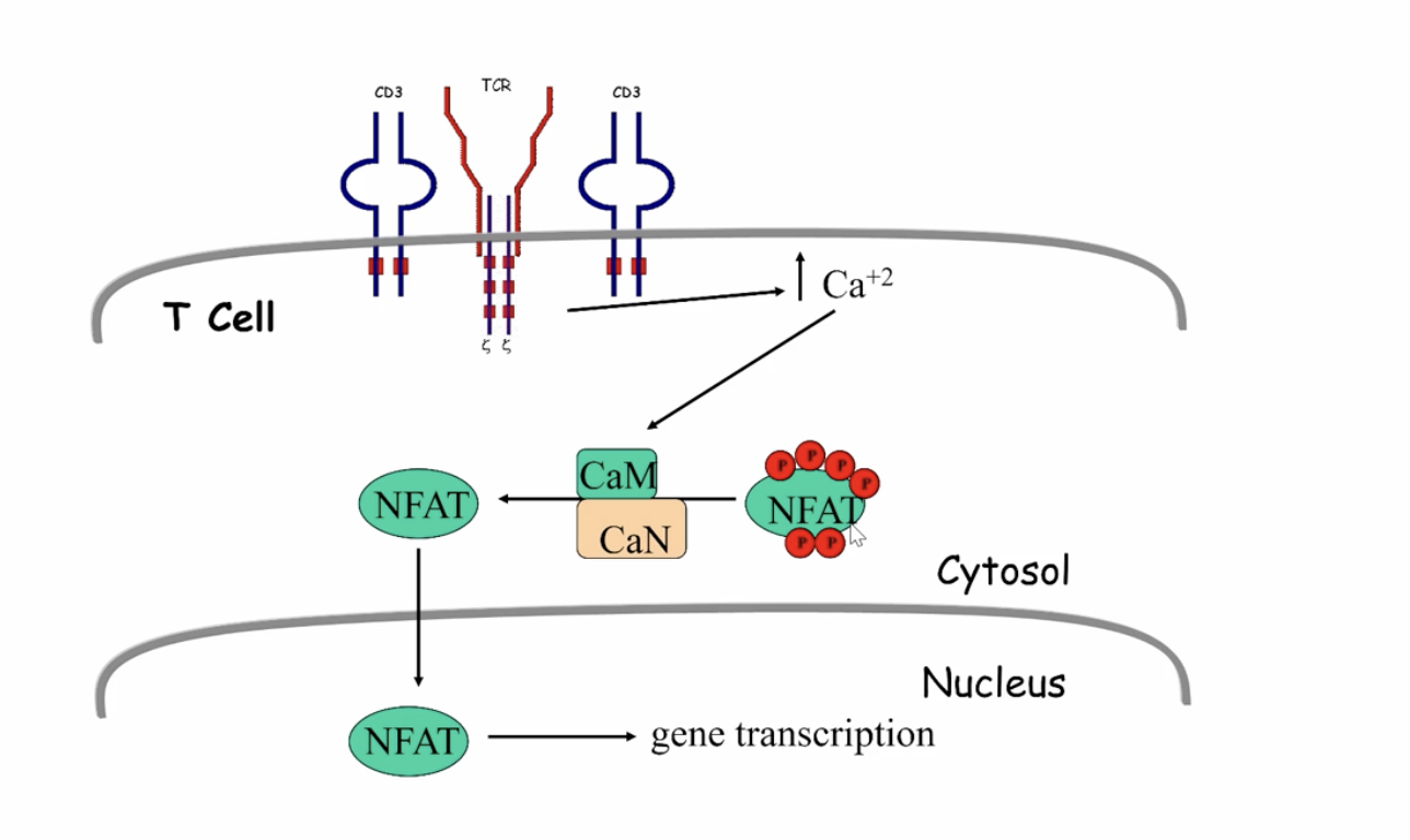 <p>inactive TF in the cytoplasm that is phosphorylated, when Ca2+ increases it activates a phosphatase that dephosphorylates the NFAT and allows it to move into the Nucelus to activate genes</p>