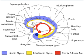 <ol><li><p><span>Cingulate gyrus</span></p></li><li><p><span>Parahippocampal gyrus</span></p></li><li><p><span>Paraterminal gyrus</span></p></li><li><p><span>Subcallosal area</span></p></li></ol><p><span>Together, these form the cortical part of the limbic system</span></p>