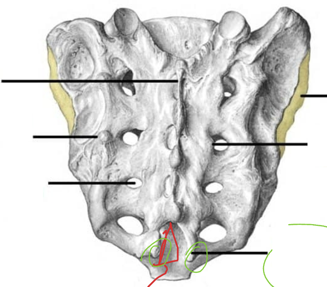 <p>Sacrum: What is the Green?</p>